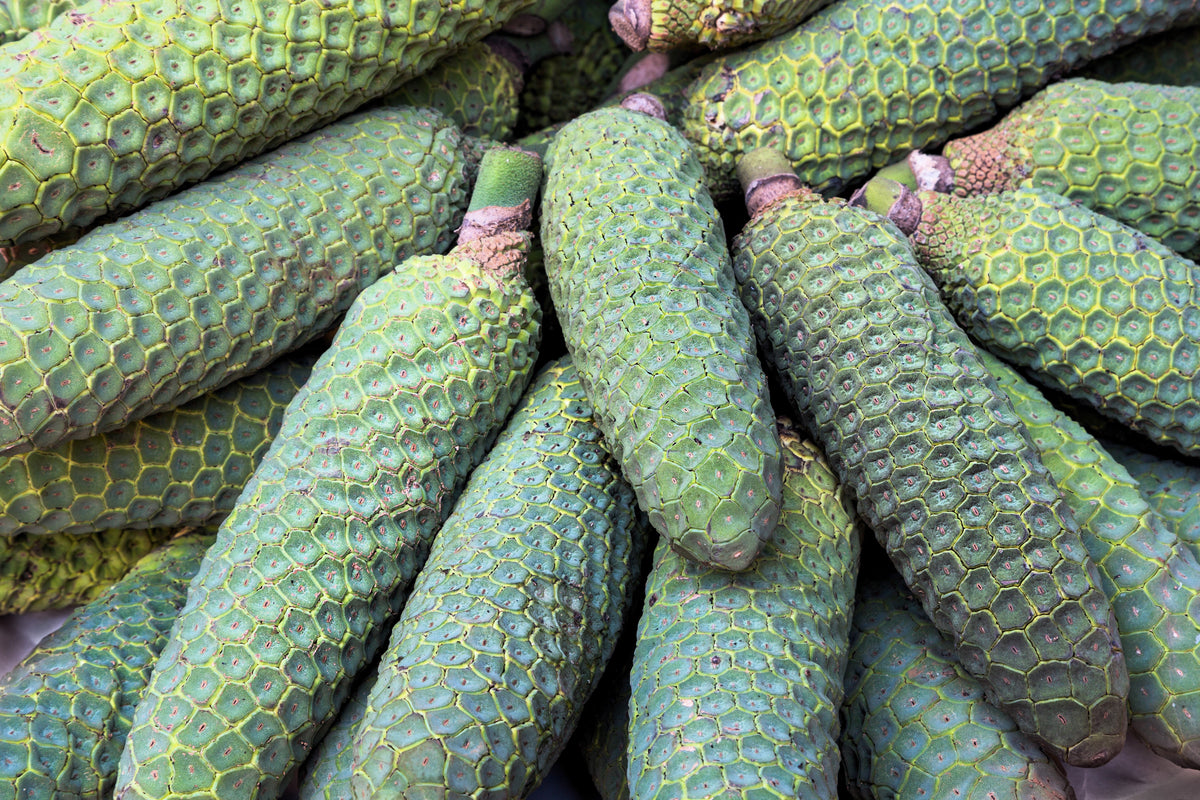 5 semillas orgánicas de filodendro de hoja dividida Monstera Deliciosa, planta de queso suizo