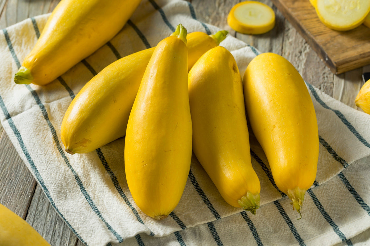 50 semillas tempranas de calabaza de cuello recto, prolíficas, de arbusto amarillo de verano