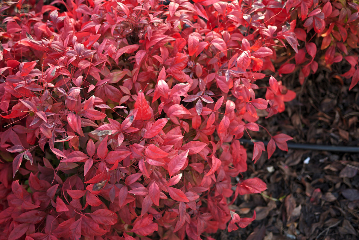 50 semillas de BAMBÚ CELESTIAL, Nandina Domestica Sagrada, arbusto de sombra rosa y rojo