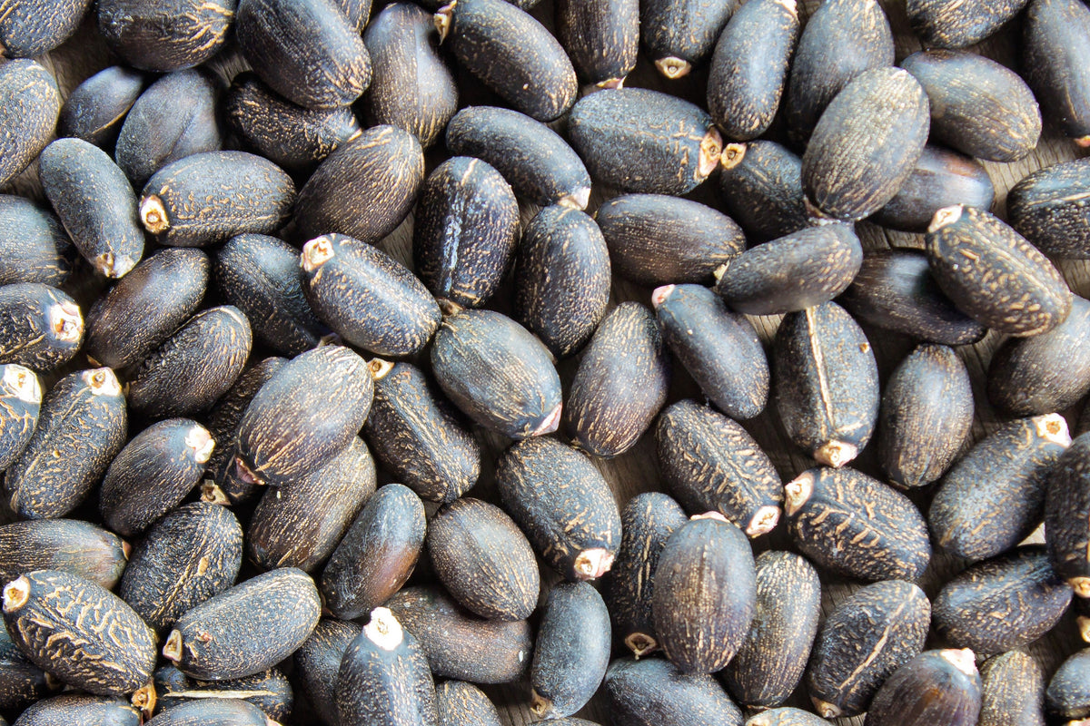 5 semillas de biodiésel del arbusto JATROPHA Curcas de Barbados Purging de PHYSIC NUT