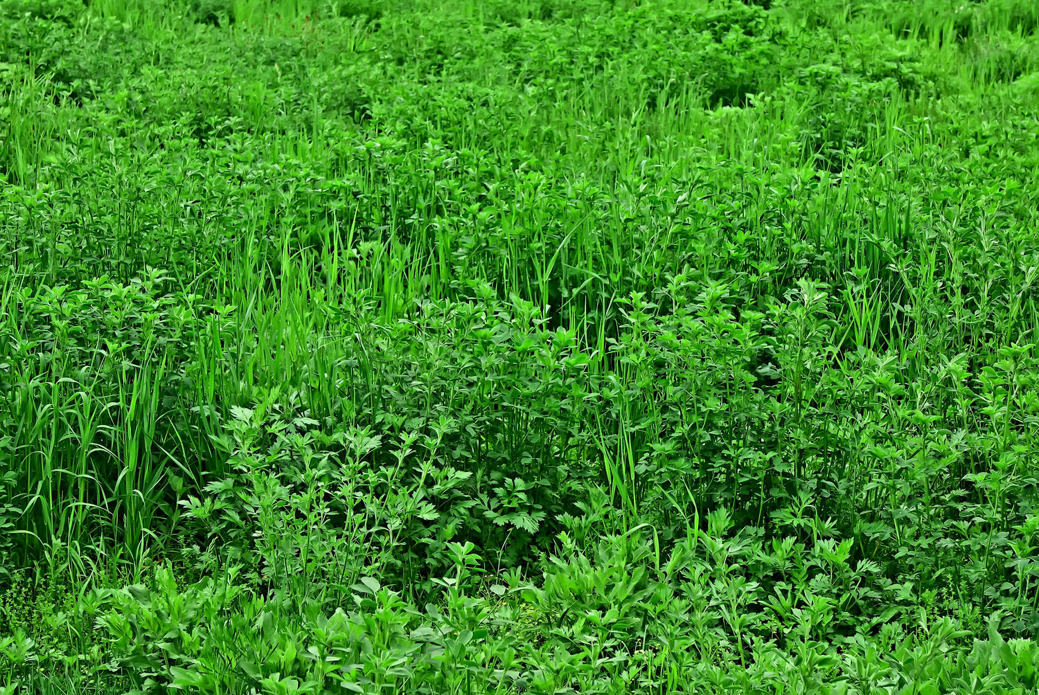 2000 semillas de plantas de flores de ALFALFA Medicago Sativa