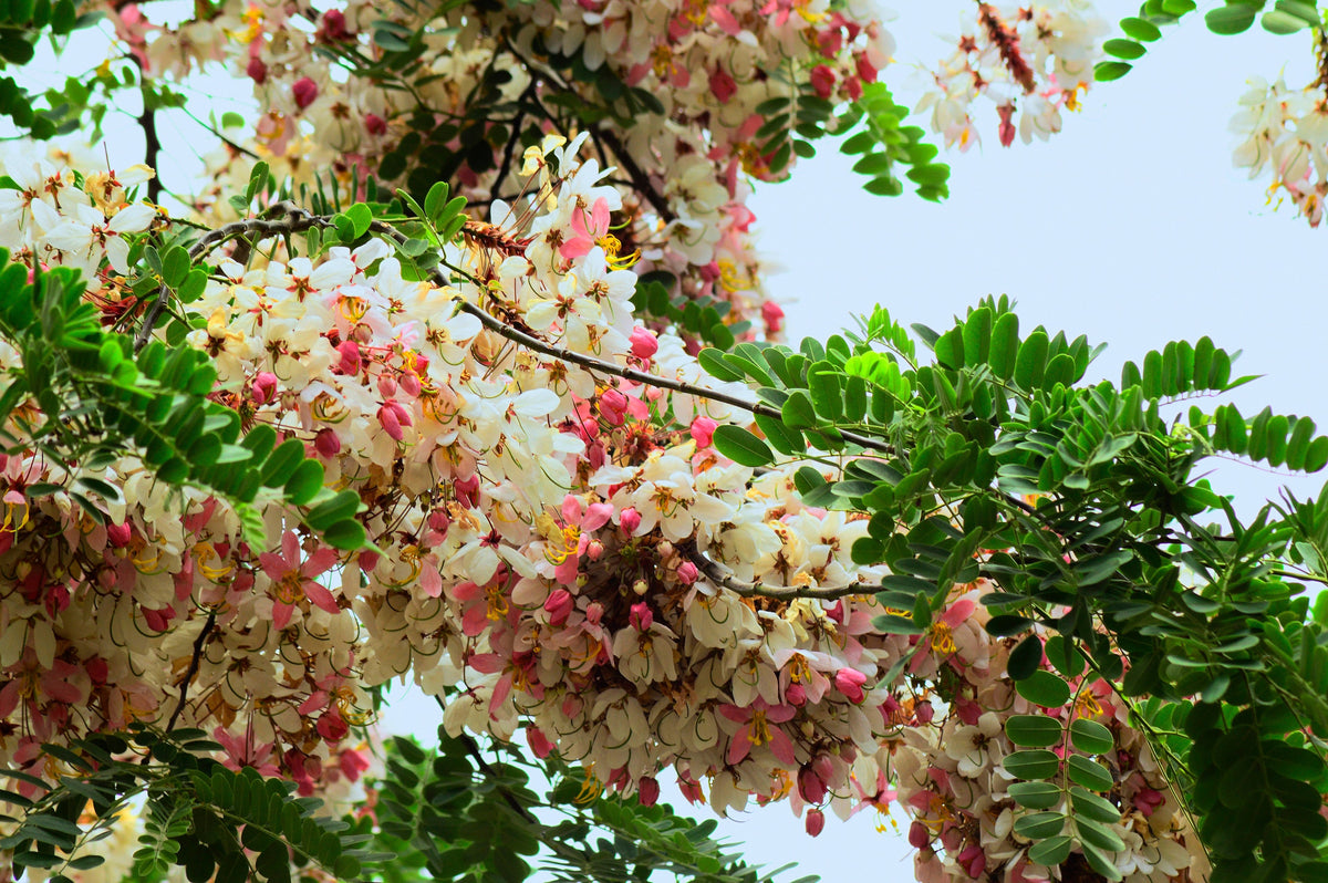5 semillas de Cassia Javanica, también conocida como árbol de lluvia arcoíris y árbol de flor de manzano, de dos tonos rosa, blanco y amarillo.