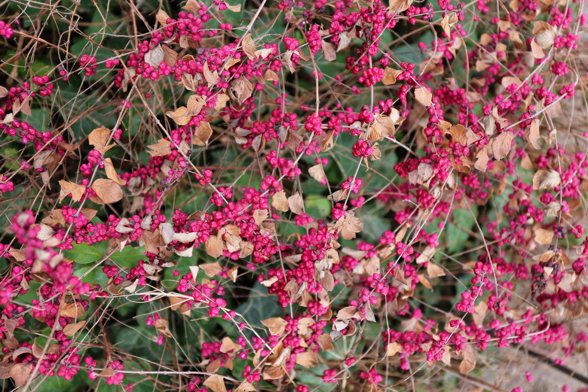 25 semillas de arbusto de flor de CORALBERRY, grosella india rosa, Symphoricarpos Orbiculatus