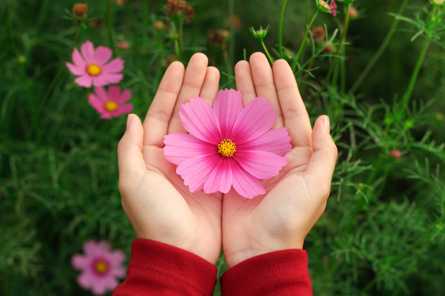 300 semillas de flores de rápido crecimiento GLORIA COSMOS Bipinnatus de color rosa bicolor