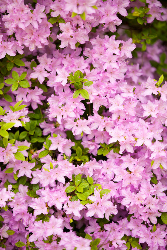 50 semillas de flores de arbusto rododendro schlippenbachii de azalea real rosa