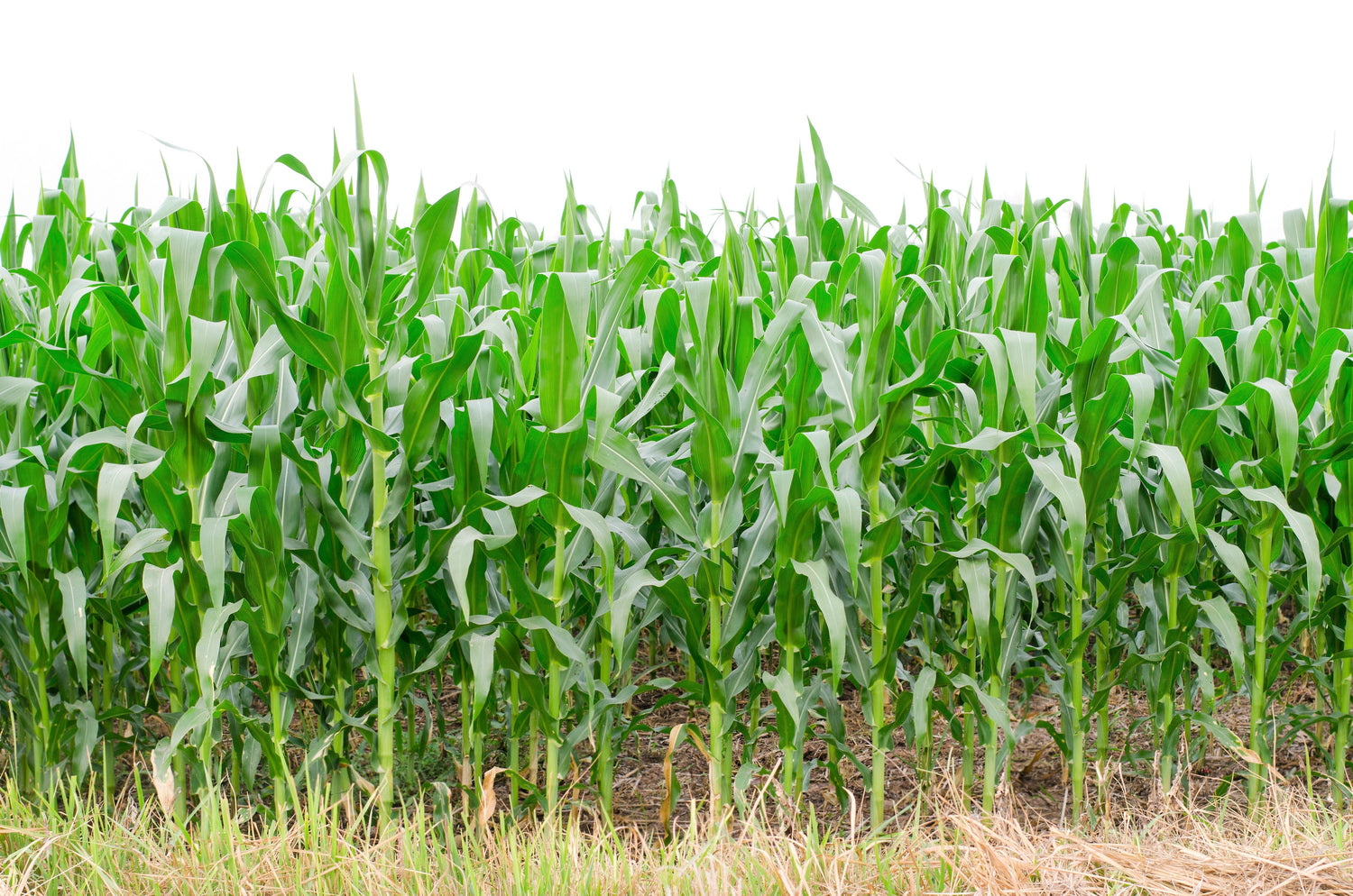 50 PALOMITAS DE MAÍZ AZULES Granos azules Palomitas de maíz blanco Semillas de hortalizas Zea Mays