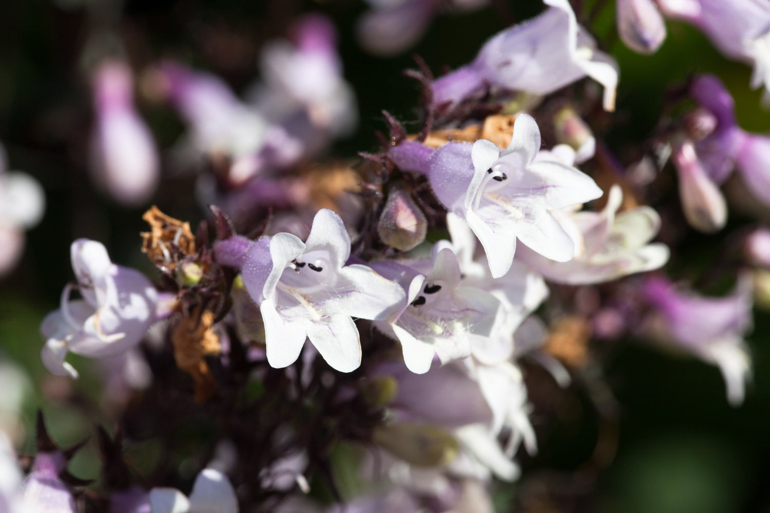 25 semillas de flores blancas de dedalera, lengua de barba y desgranadora de HUSKER RED PENSTEMON