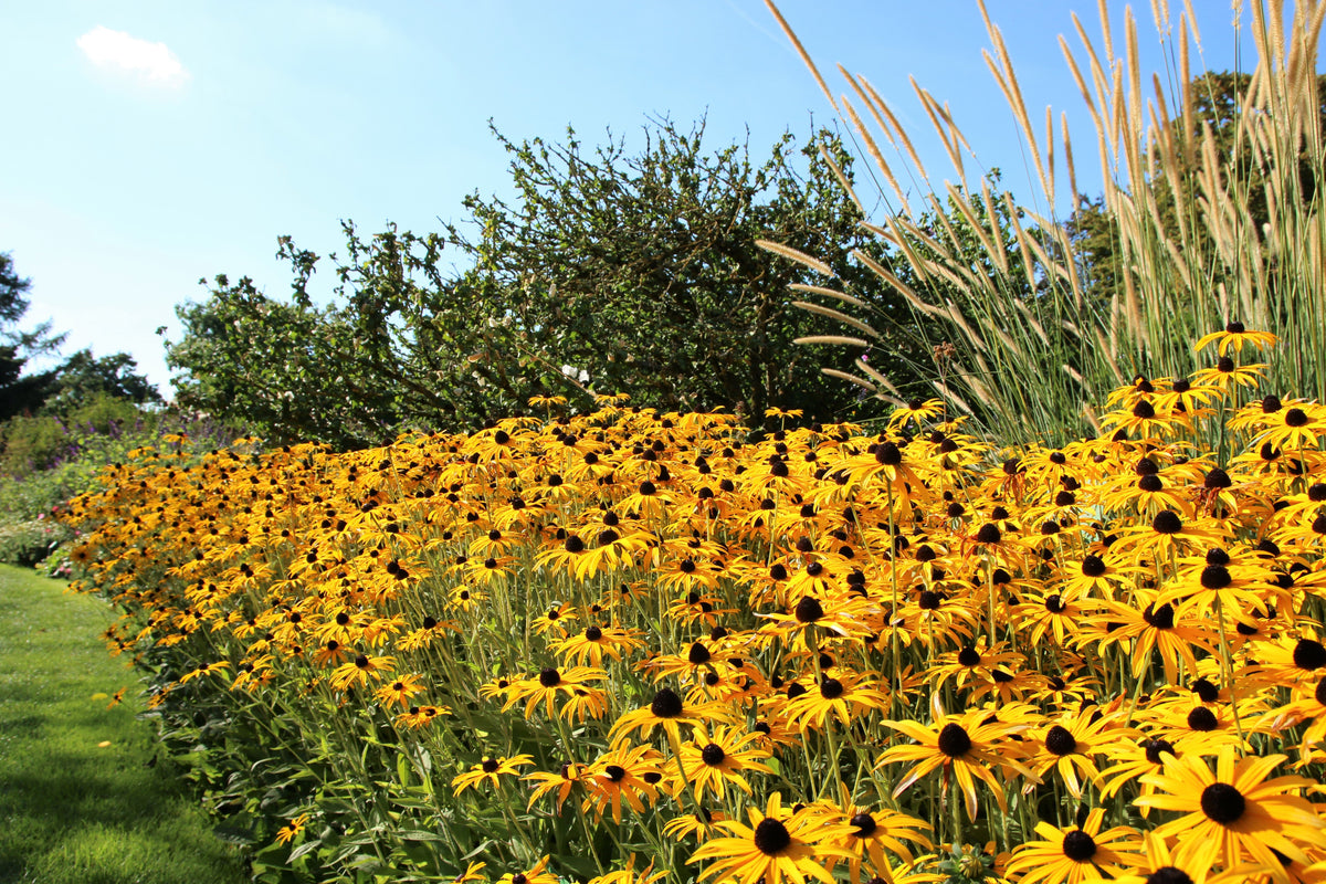 2000 BLACK EYED SUSAN Rudbeckia Hirta Semillas de flores nativas de reliquia amarilla
