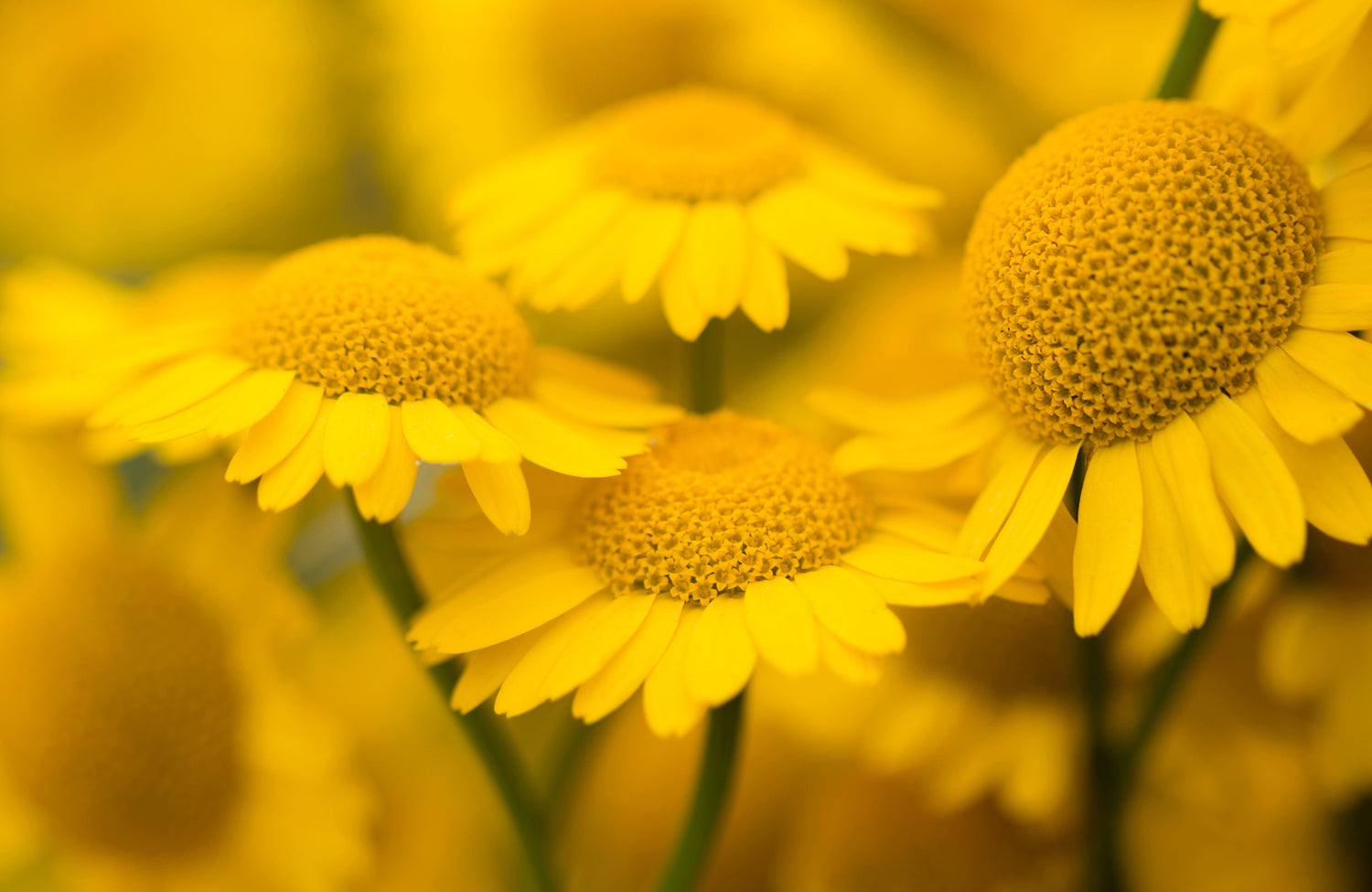 250 semillas de margaritas doradas, manzanilla amarilla del tintorero, Anthemis tinctoria kelwayi, margarita Cota tinctoria parisina.