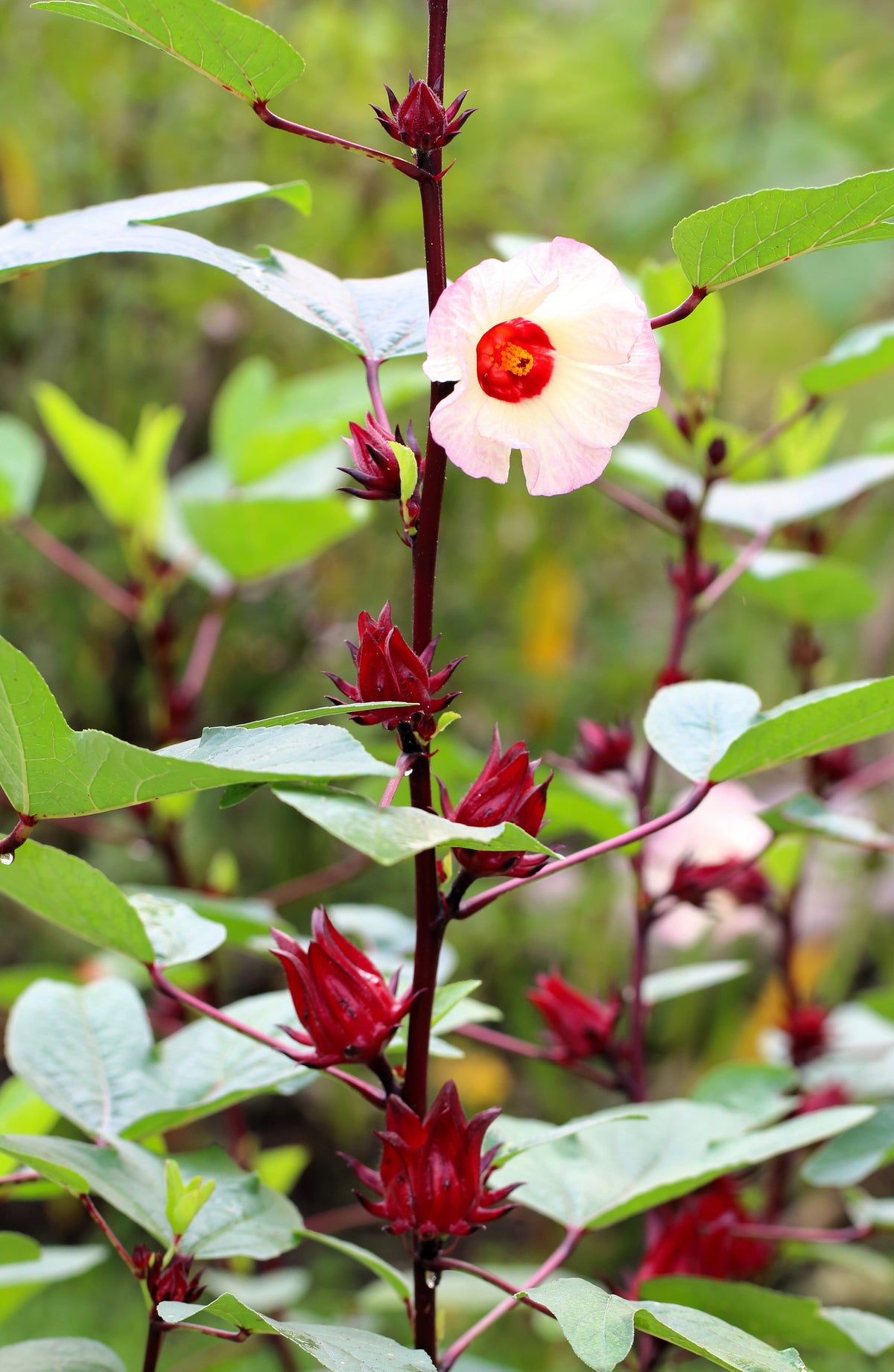 50 semillas de flores blancas y rojas de ROSELLE HIBISCUS Sabdariffa Rosella Fruit