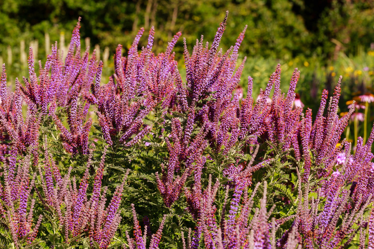 50 semillas de flores de índigo falso aromático (índigo silvestre enano) Amorpha Nana