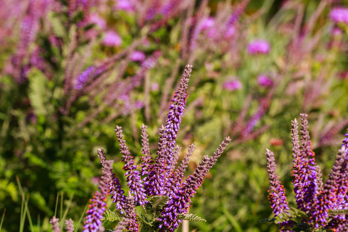 50 semillas de flores de índigo falso aromático (índigo silvestre enano) Amorpha Nana