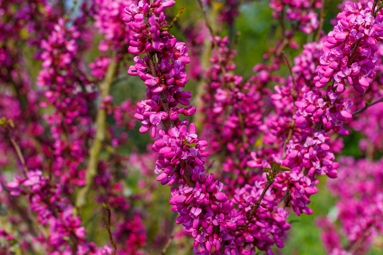 40 semillas de ciclamor chino (Cercis chinensis), arbusto, árbol pequeño, flor rosa y morada.