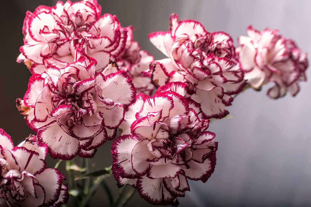 50 semillas de clavel rojo y blanco Avranchin Dianthus caryophyllus Chabaud