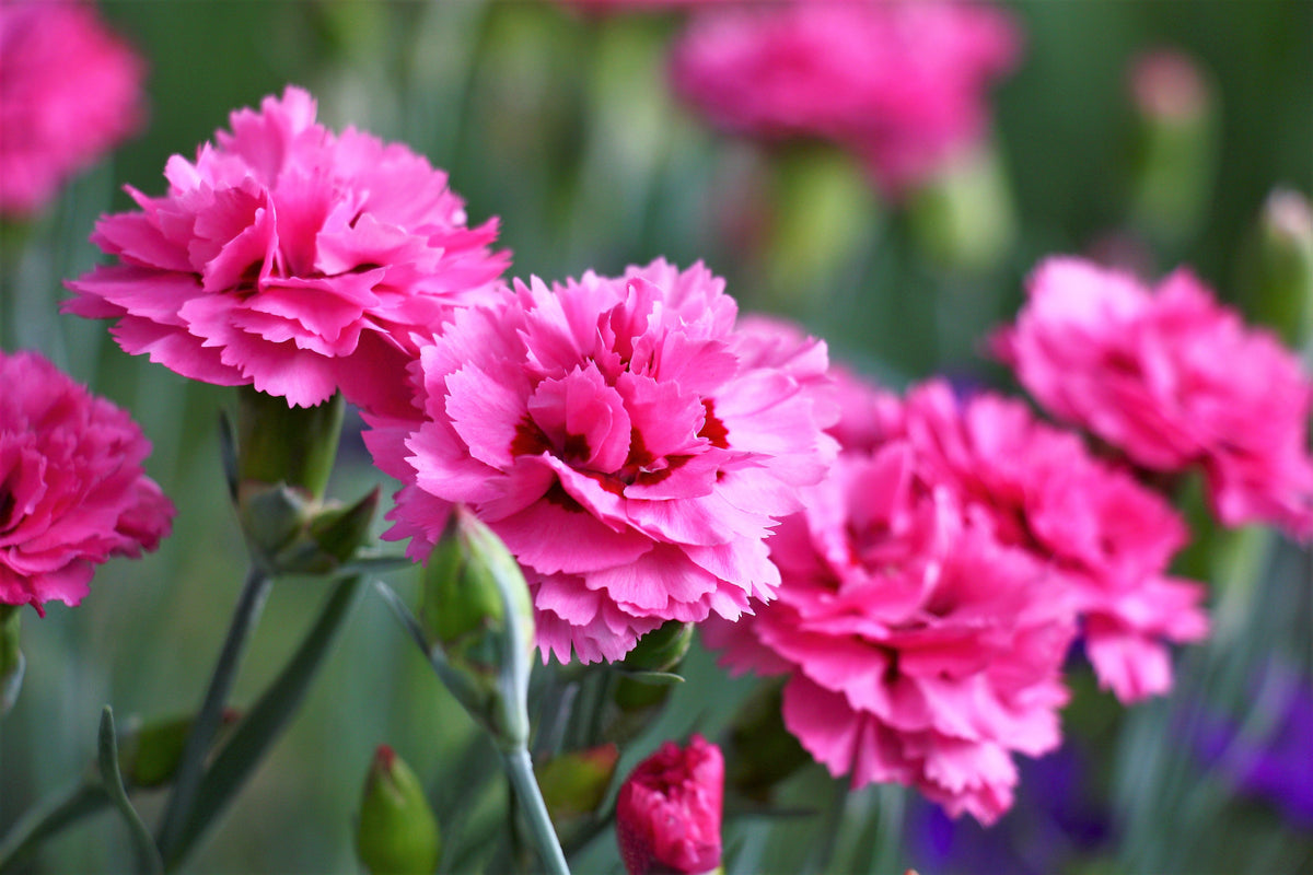 50 PINK ROSE CARNATION Dianthus Caryophyllus Grenadin Double Flower Seeds