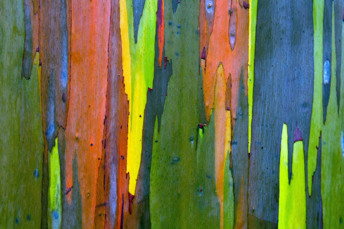 50 semillas de eucalipto arcoíris (Deglupta Gum) de corteza multicolor
