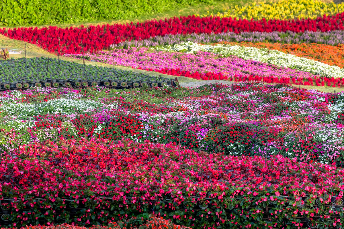 50 COLORES MIXTOS IMPATIENS Walleriana enana Sol o sombra completa Semillas de flores rojas, blancas, rosas, carmín, escarlata y naranjas