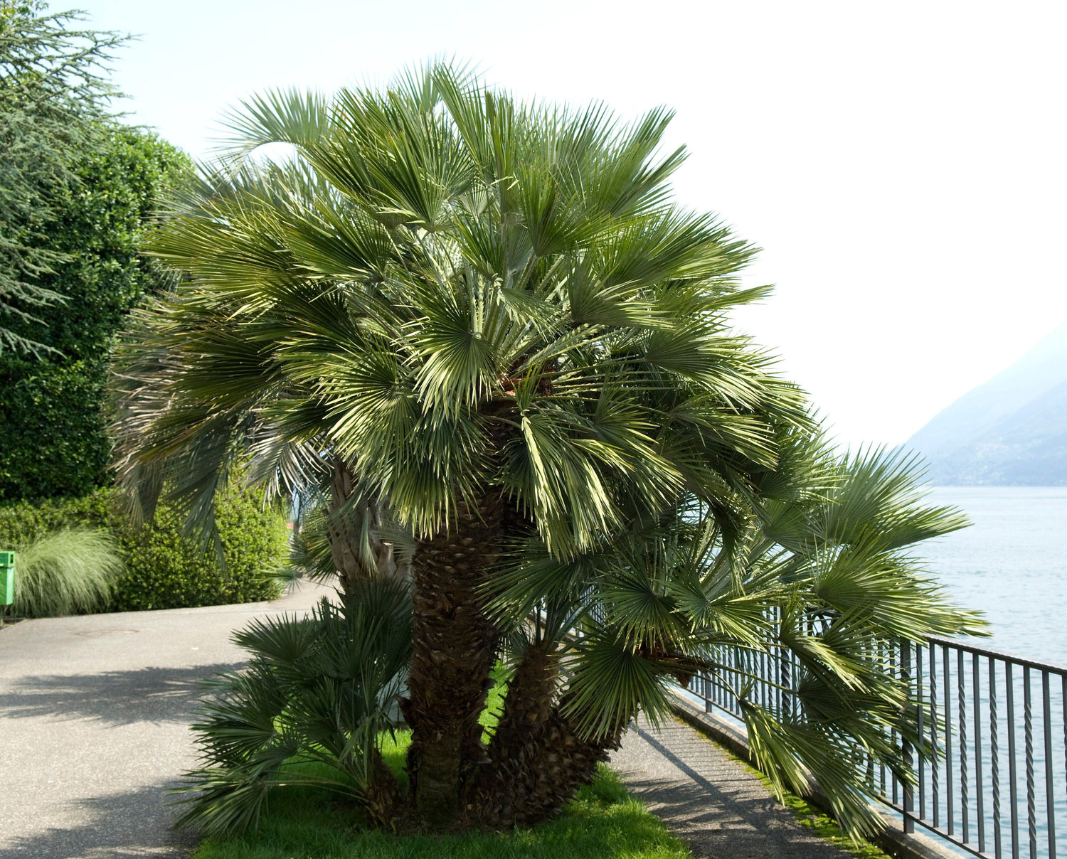 5 semillas de palmera de molino de viento común Trachycarpus fortunei, palmera chusan resistente, planta de interior de sombra solar