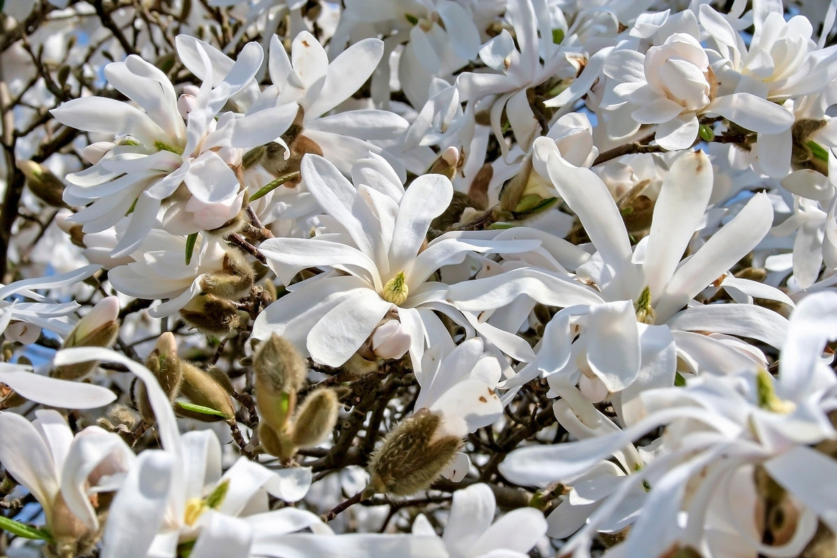 Semillas de 5 STAR MAGNOLIA Stellata - Flores grandes, fragantes, de color blanco a rosa, de 10 cm de ancho