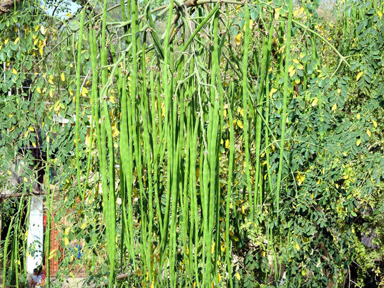10 semillas de Moringa oleifera (árbol milagroso) en flor