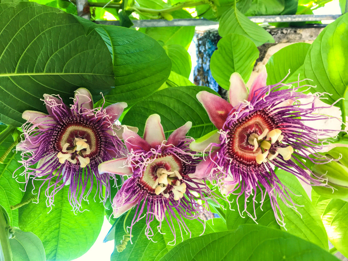 5 GRANADILLA GIGANTE Flor de la pasión roja Passiflora quadrangularis Semillas de vid de fruto amarillo