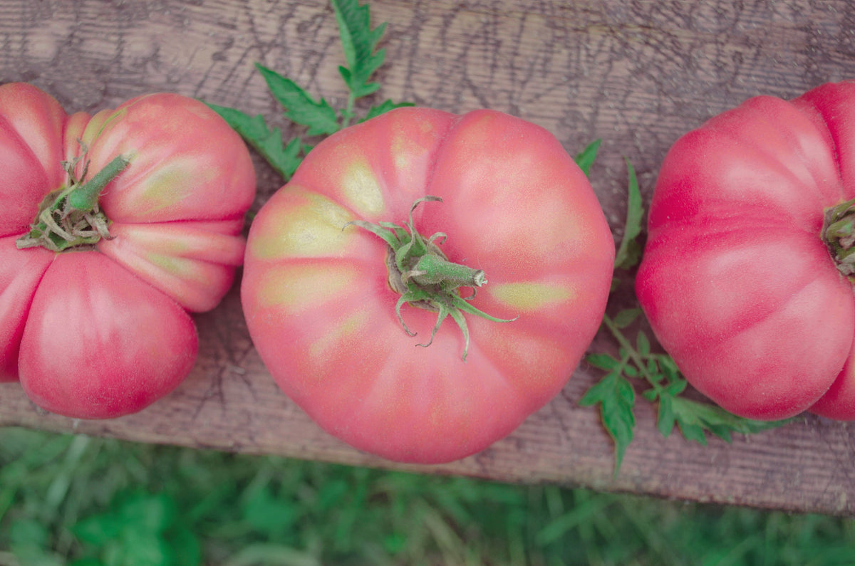 50 semillas gigantes de tomate rosa belga de piel rosada, Lycopersicon, fruta y verdura.