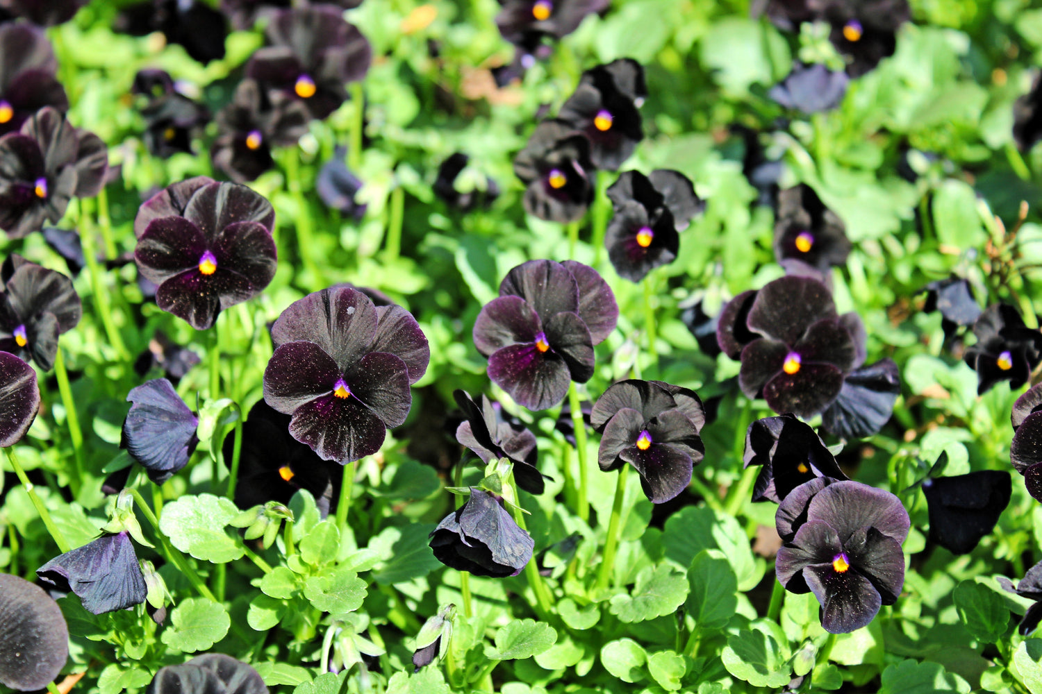 50 semillas de flores de Viola Wittrockiana, cristales transparentes de pensamiento negro