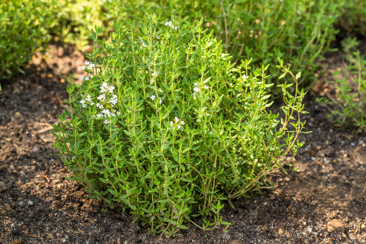 30 semillas de tomillo naranja (Thymus vulgaris fragrantissimus)