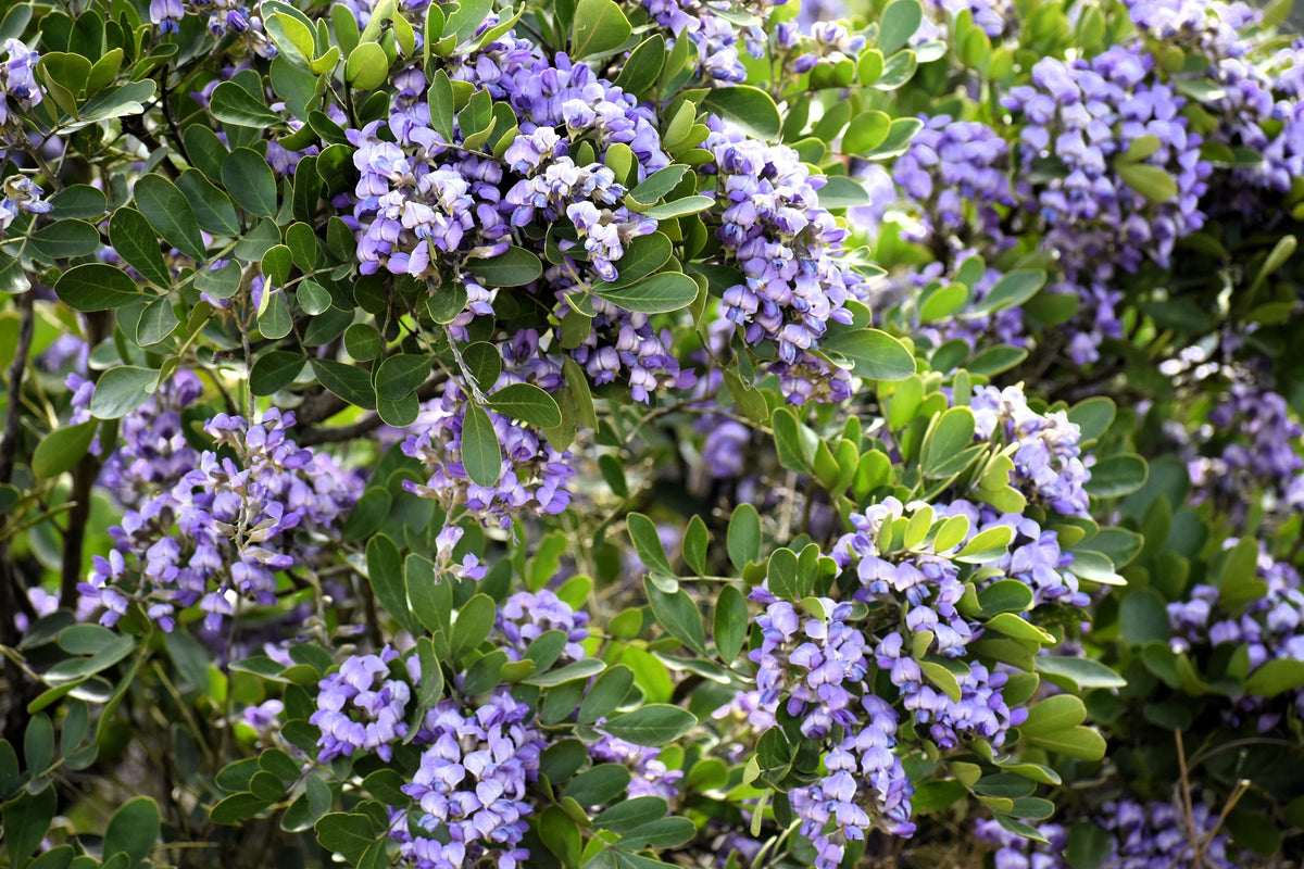 10 semillas de laurel de montaña de Texas, Sophora secundiflora, árbol de mezcal, flores moradas