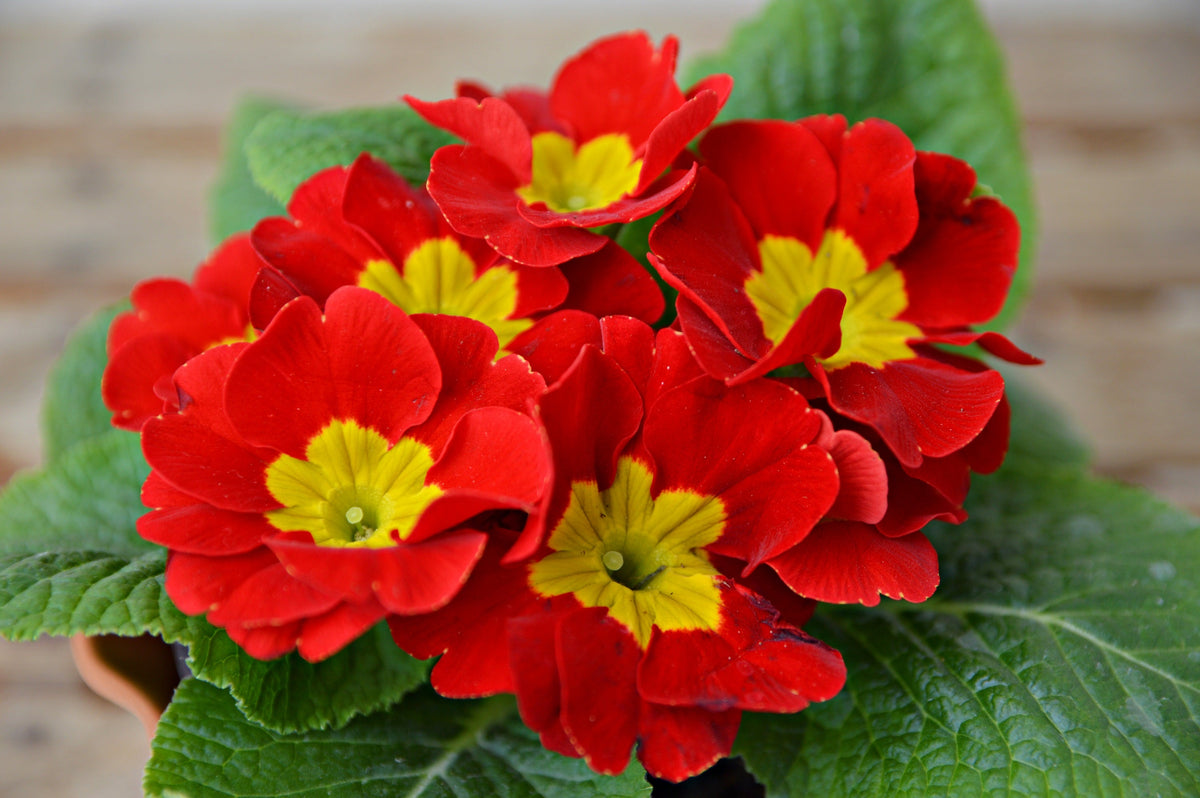50 semillas de flores de primavera inglesa mixtas (Primula vulgaris acaulis), planta de interior de sombra
