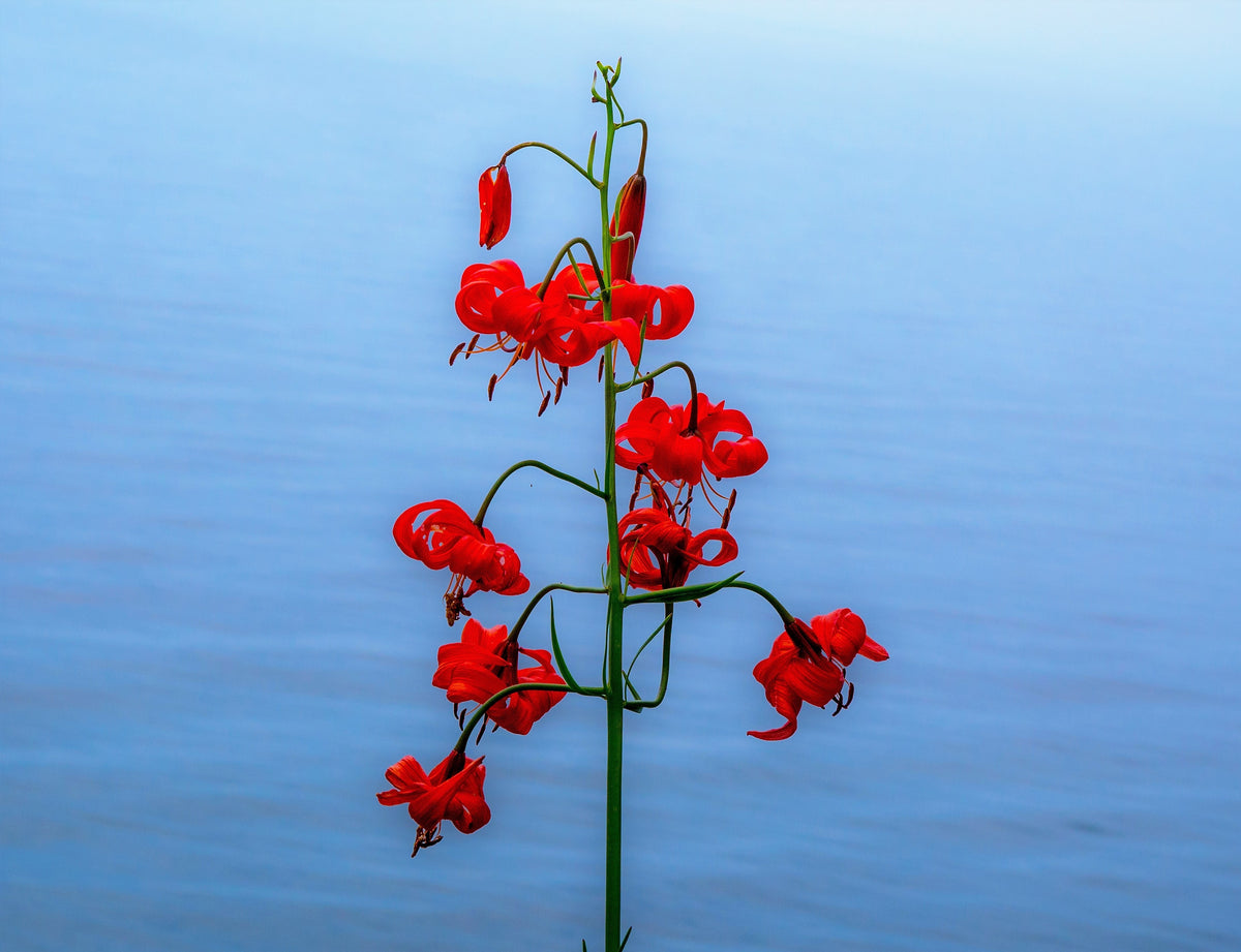 10 semillas de lirio coral (Lilium pumilum, capuchón turco siberiano), flor fragante de color rojo coral