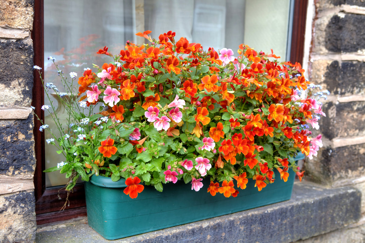 50 semillas de flores de Strumosa de NEMESIA, PRÍNCIPE NARANJA