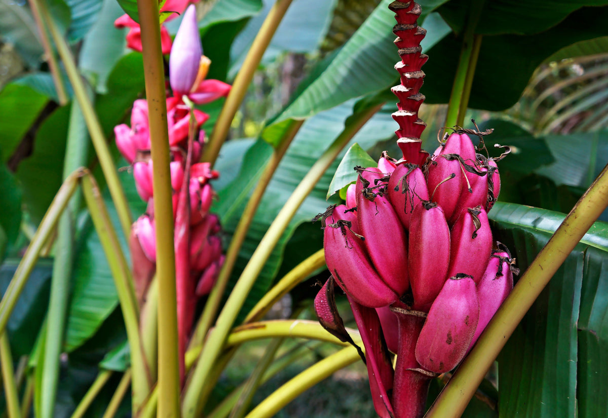 5 semillas de plátano rosa enano, Musa velutina, árbol frutal con flores