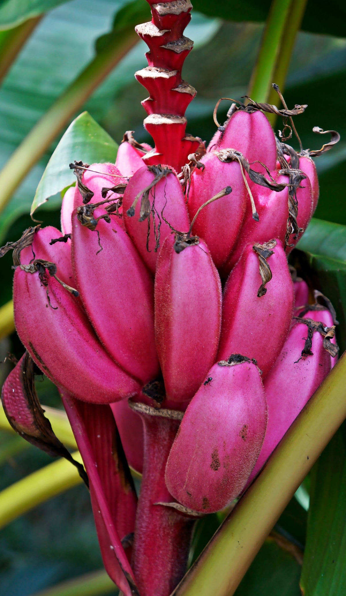 5 semillas de plátano rosa enano, Musa velutina, árbol frutal con flores