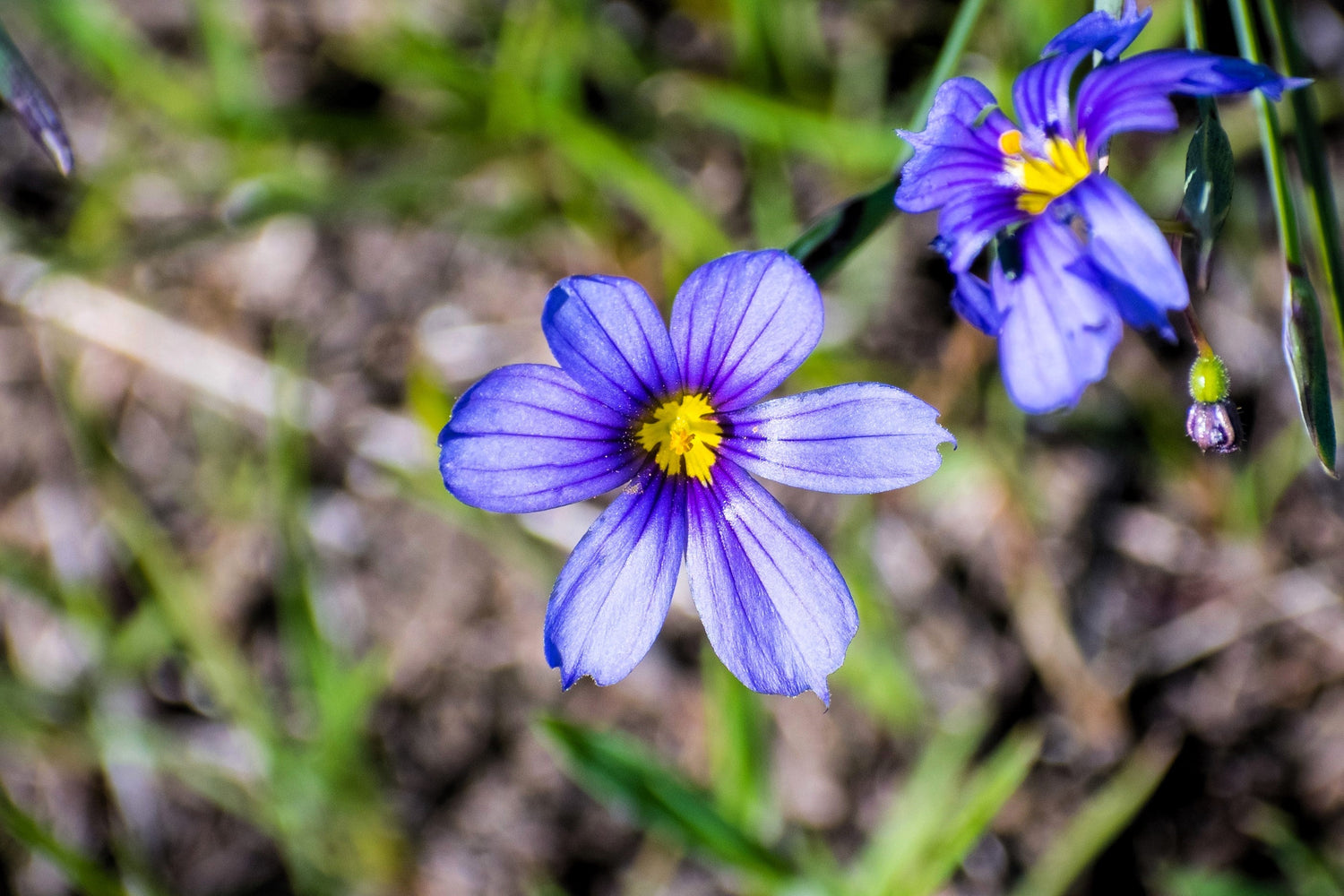 200 semillas de flores de Sisyrinchium Bellum (hierba de ojos azules, occidental o californiana)