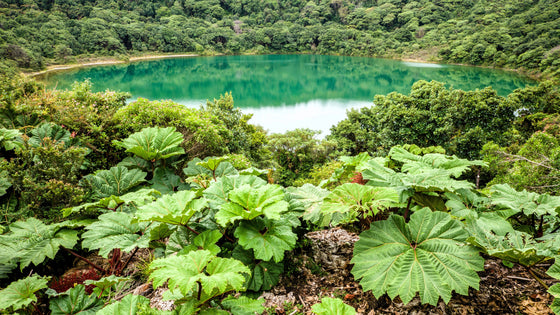 10 semillas de ruibarbo gigante GUNNERA INSIGNIS (hojas de hasta 6 pies de ancho, espigas de flores rojas de hasta 3 pies) Planta de dinosaurio