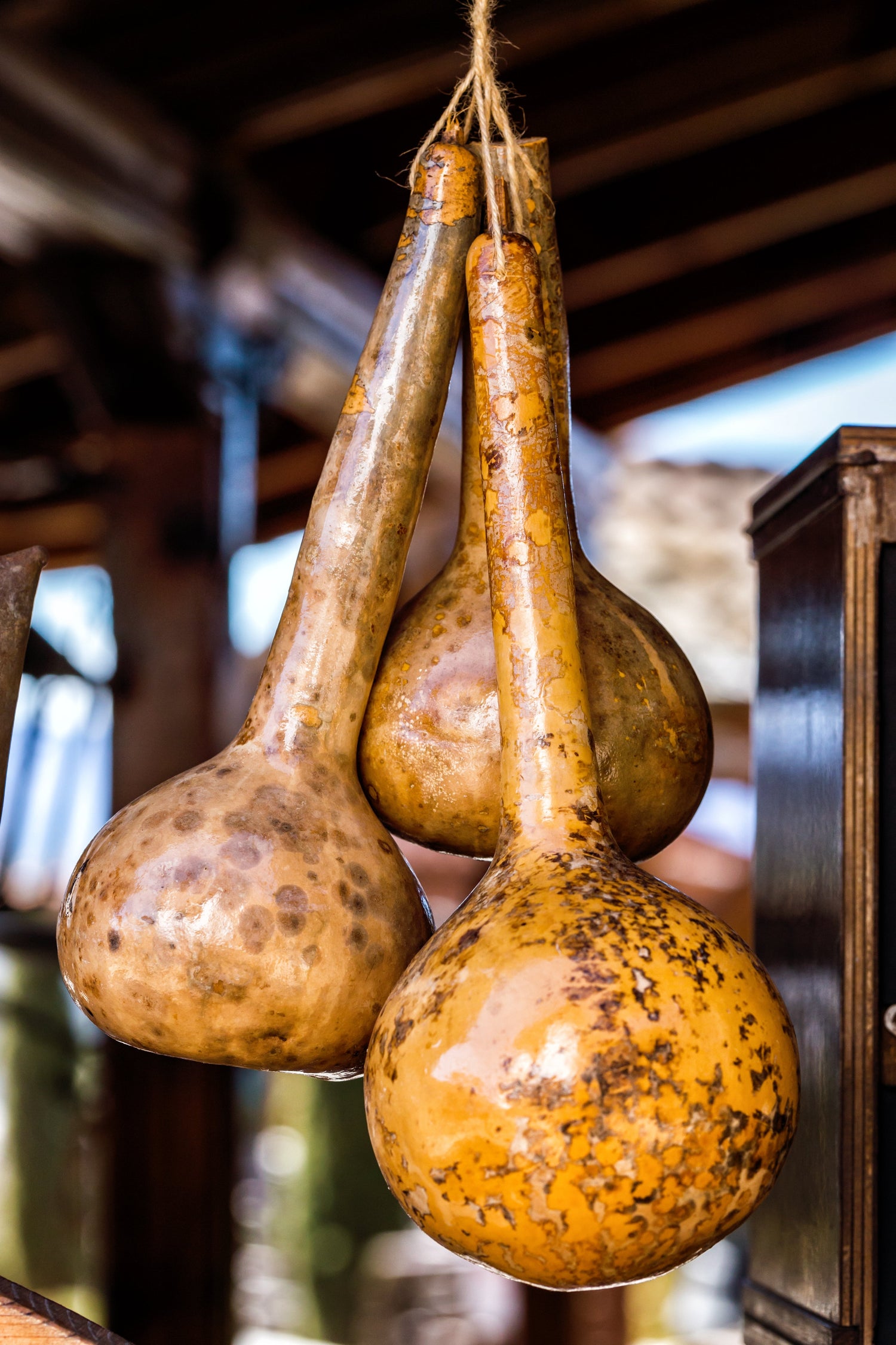 30 Semillas Vegetales DIPPER GOURD Siphon Gourd Green Lagenaria Siceraria