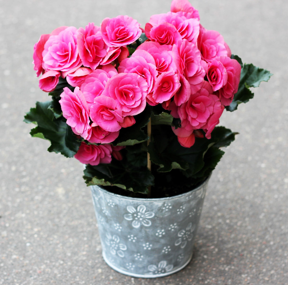 10 semillas de begonia tuberosa doble de color rosa brillante.