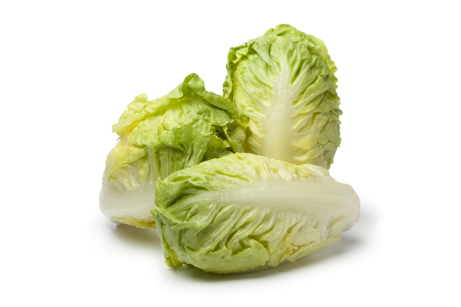 3000 semillas de lechuga Little Gem, lechuga romana pequeña, lechuga mantecosa, Lactuca sativa