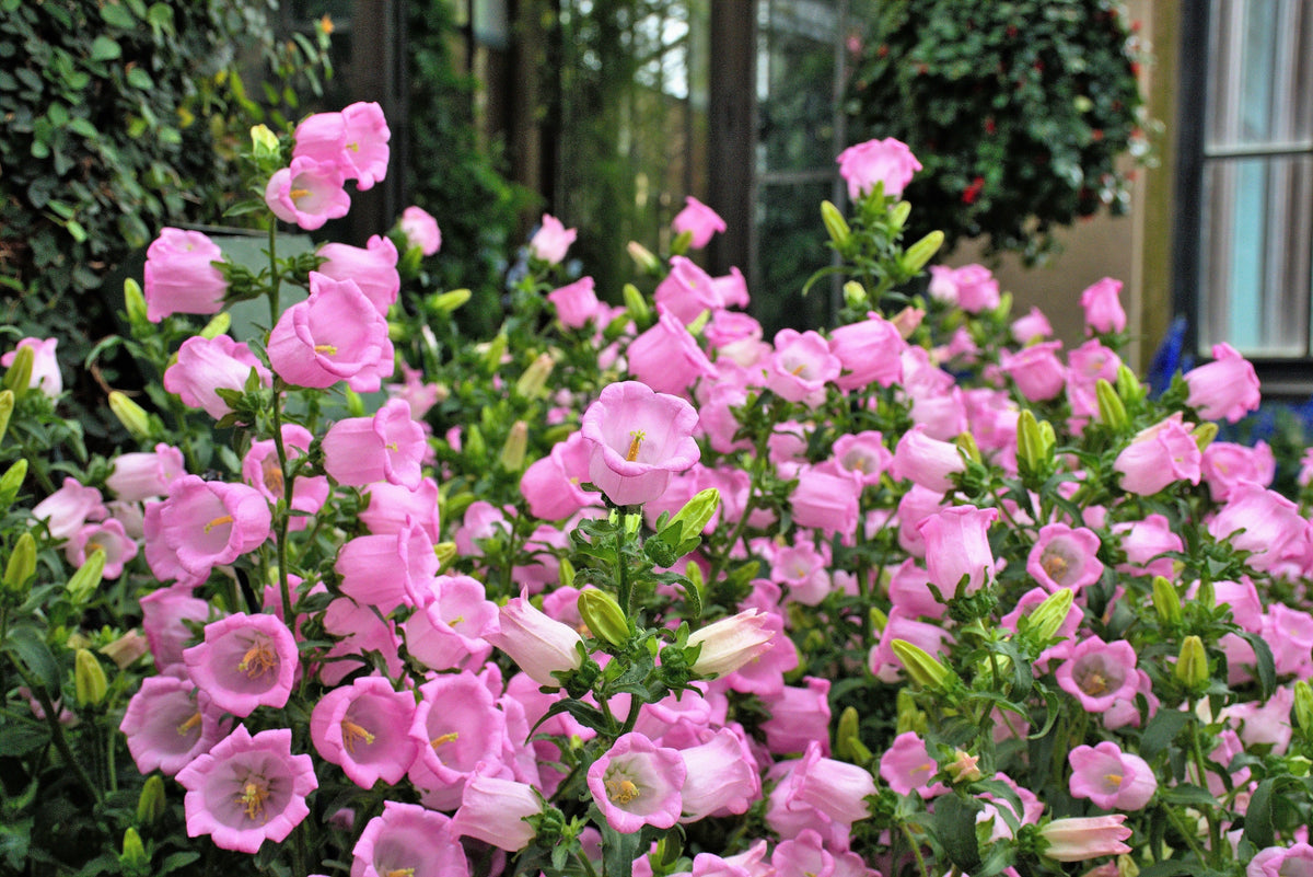 200 semillas de flores medianas de CAMPANULA (CANTERBURY BELLS - CAMPANULA) de color rosa