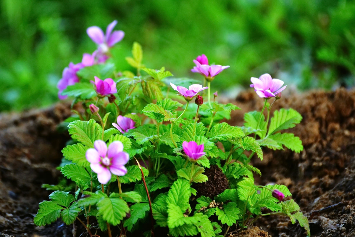 10 ARCTIC RASPBERRY Nagoonberry Rubus Arcticus Red Berry Fruit Bramble Seeds