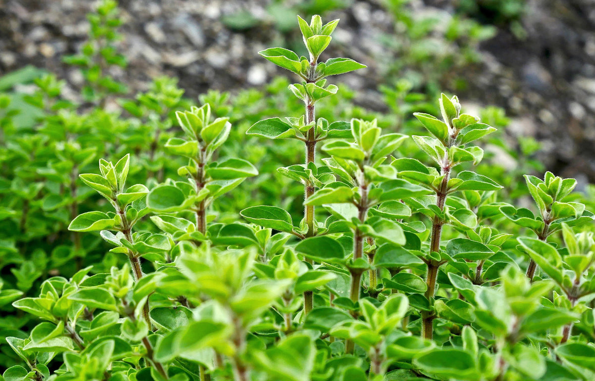 2000 Semillas de flores de hierba de mejorana dulce Origanum Majorana