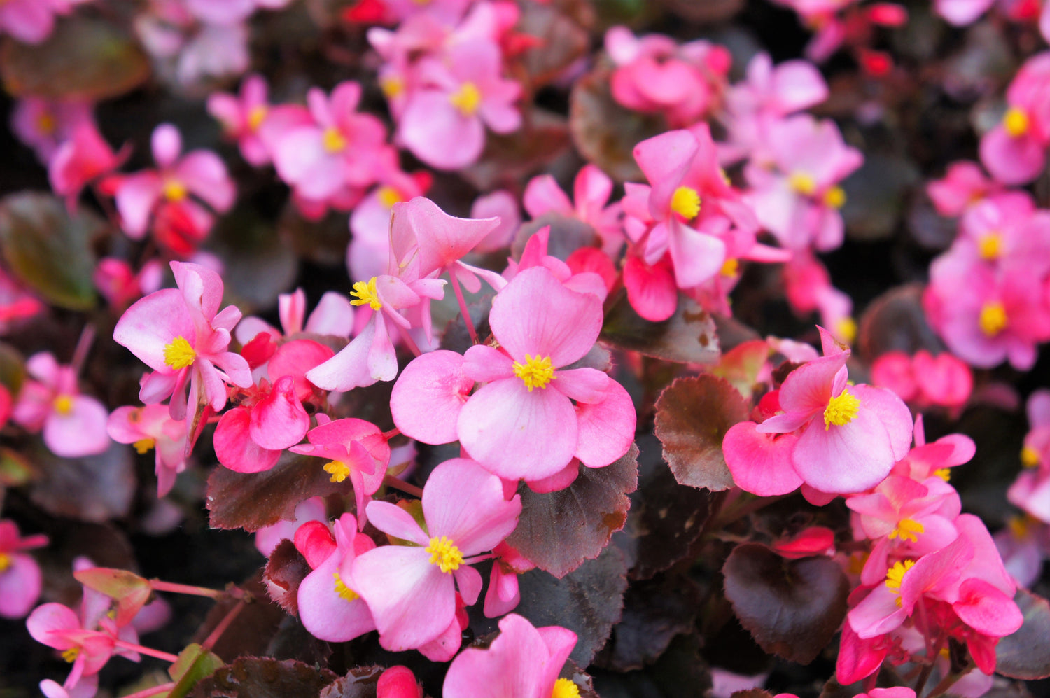 25 semillas de flores de begonia semperflorens fibrosas de colores mixtos, rojo, rosa y blanco, de dos tonos.