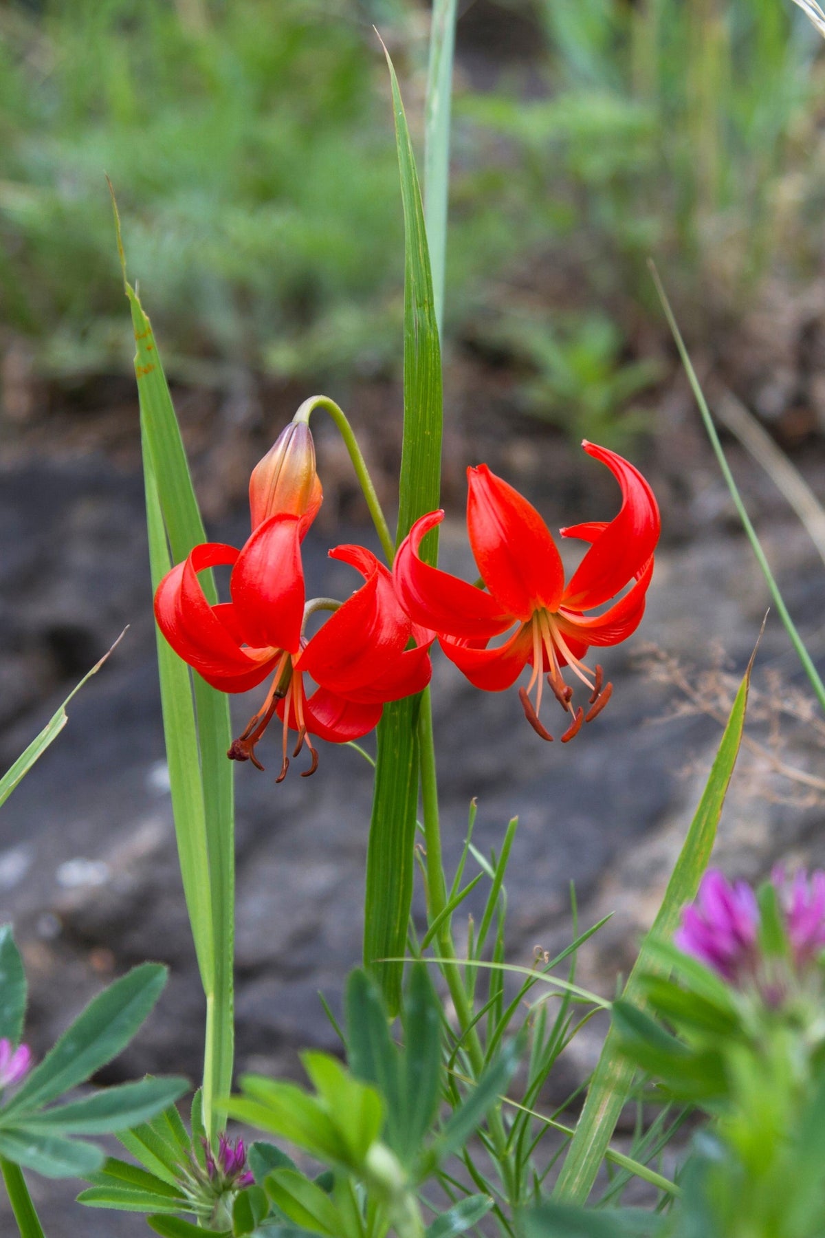 10 semillas de lirio coral (Lilium pumilum, capuchón turco siberiano), flor fragante de color rojo coral