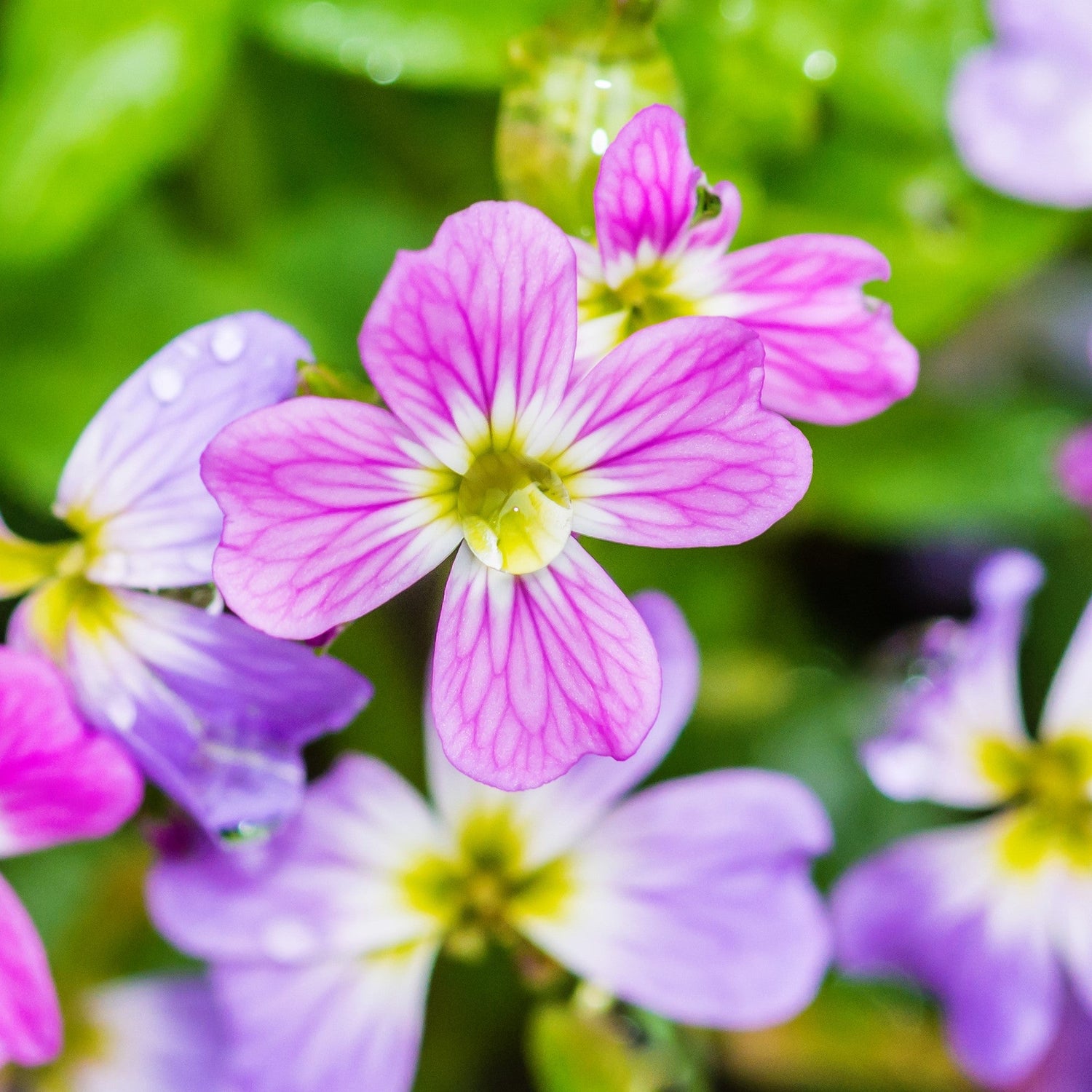 4000 semillas de flores de Malcolmia Maritima de Virginia