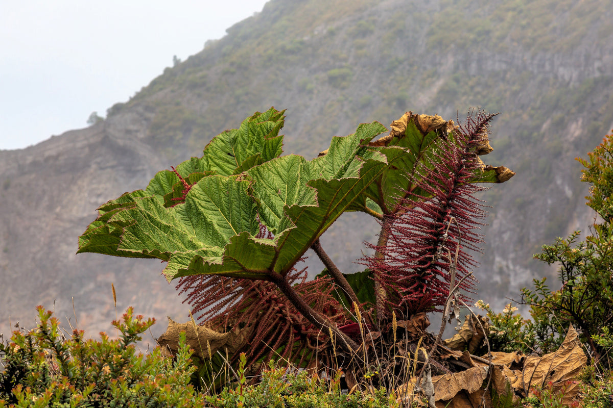 10 GUNNERA INSIGNIS Giant Rhubarb (Leaves up to 6' Wide, Red Flower Spikes to 3') Dinosaur Plant Seeds