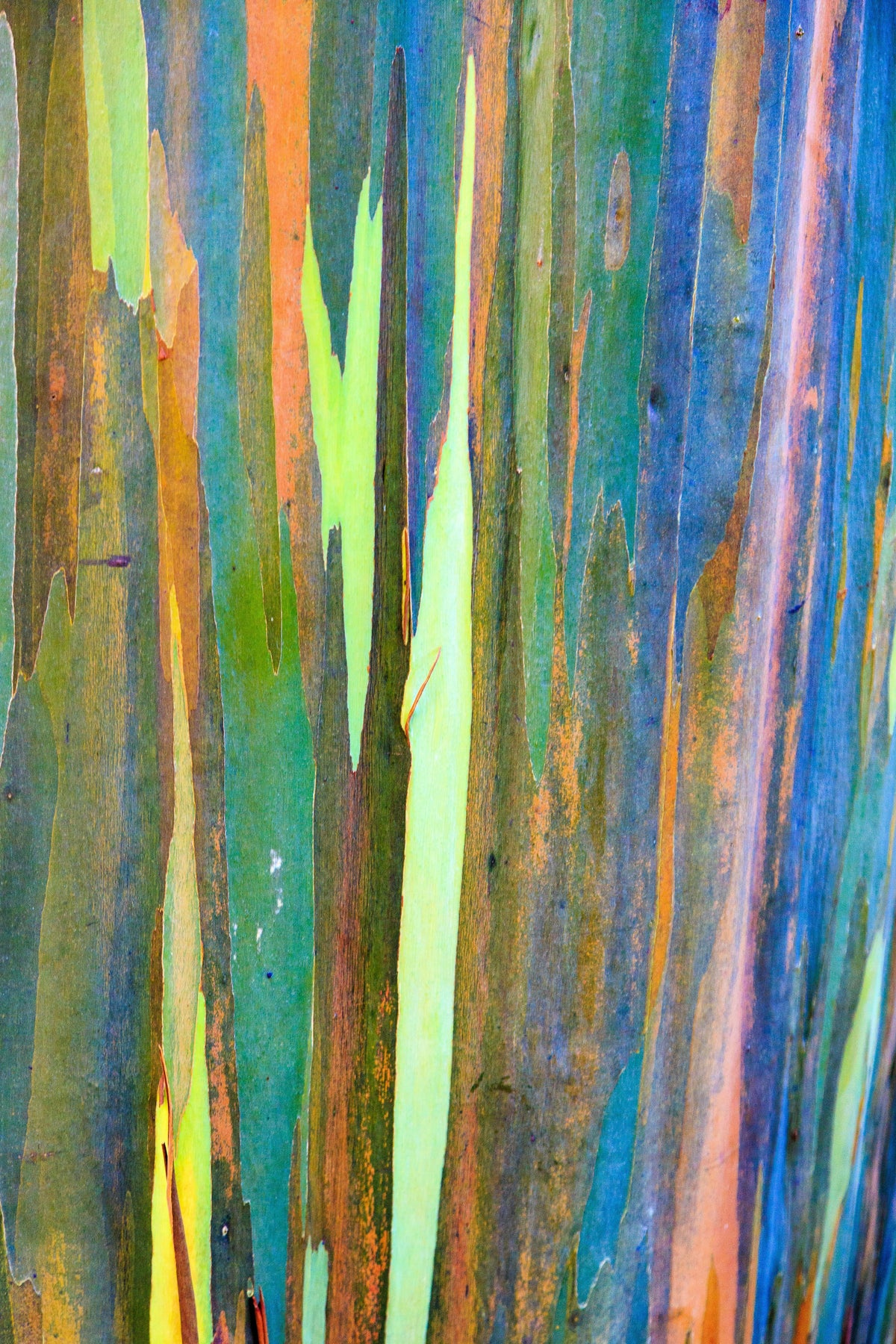 50 semillas de eucalipto arcoíris (Deglupta Gum) de corteza multicolor