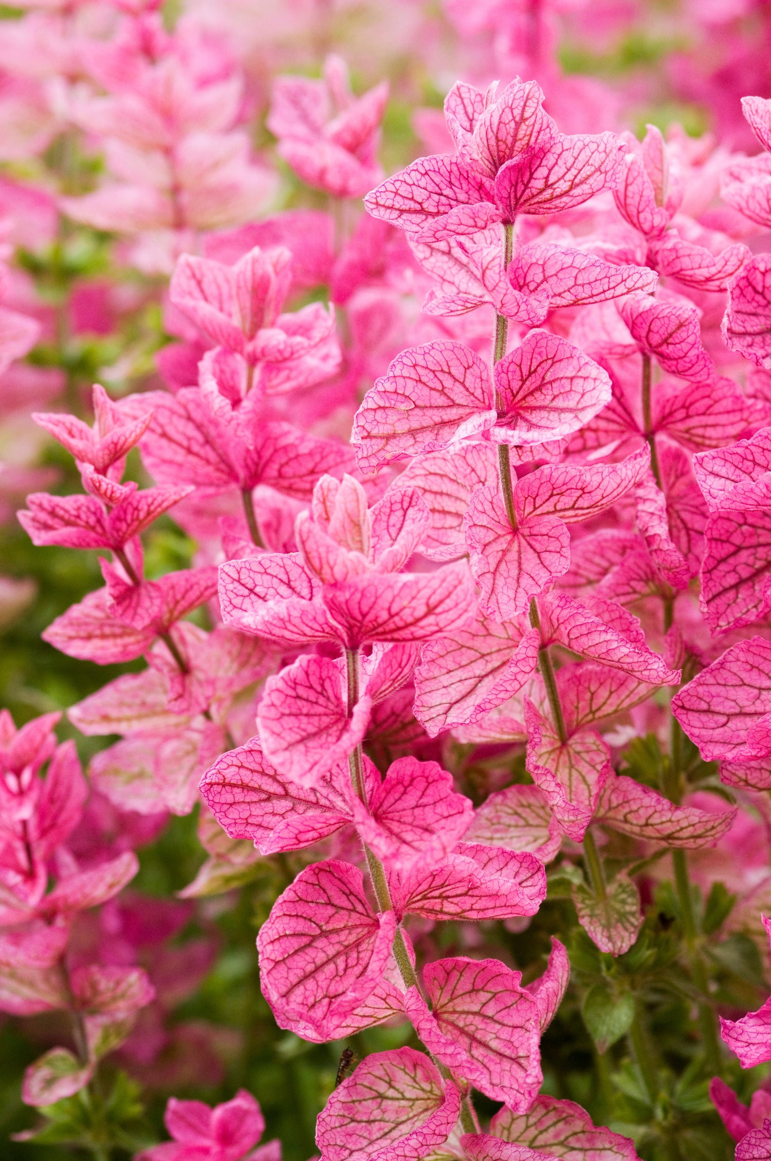 50 semillas de flores de hierba 'PINK Sundae' de Salvia Viridis Horminum