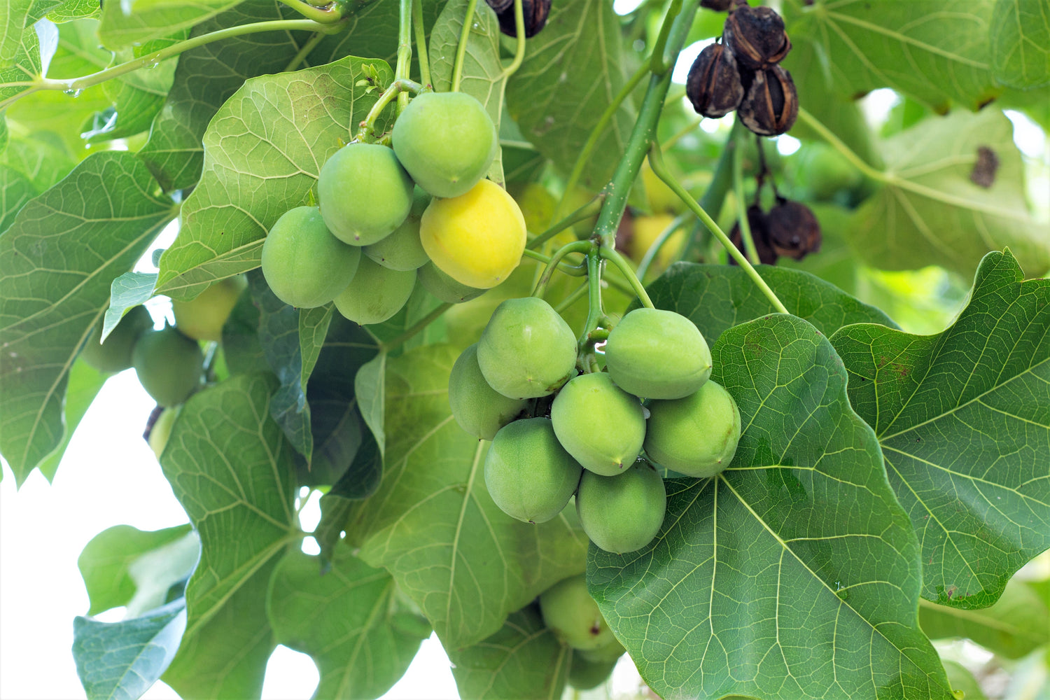 5 semillas de biodiésel del arbusto JATROPHA Curcas de Barbados Purging de PHYSIC NUT