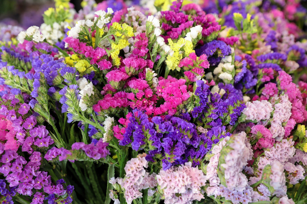 50 Pacific Mix STATICE SINUATA Mixed Colors (Sea Lavender) Limonium Latifolia Flower Seeds